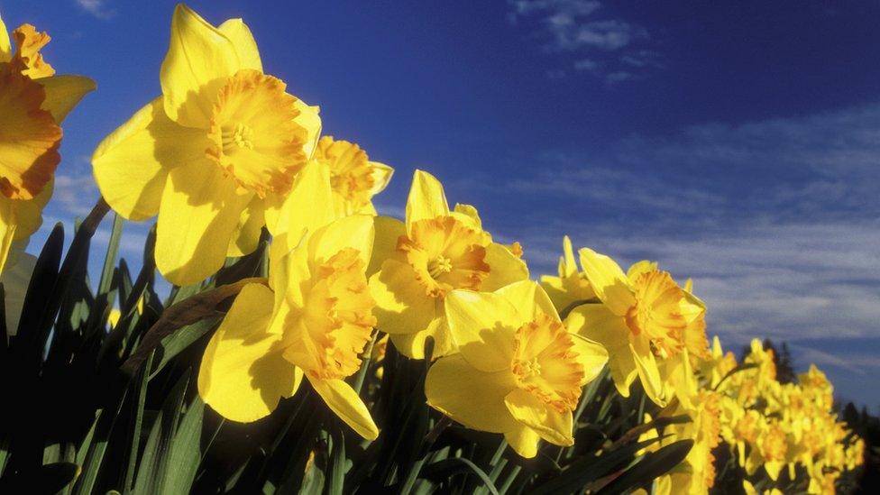 Daffodils