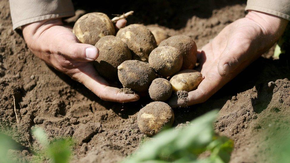 A photo shows a man with his hands in the dirt, scooping a handful of potatoes out of the Earth