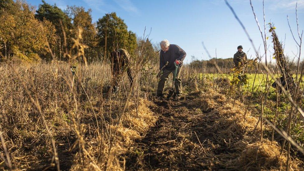 Tree planting at Oxburgh Hall