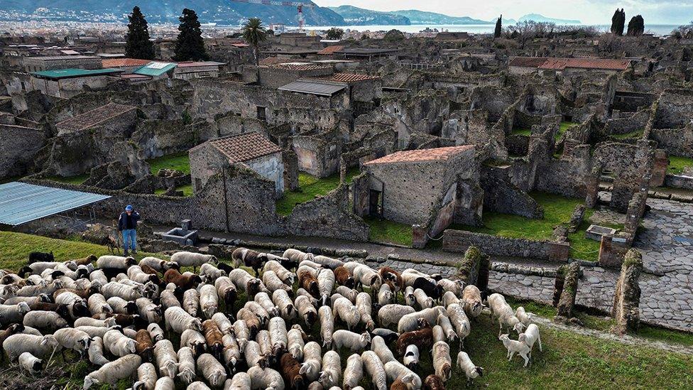 Sheep eating grass outside of Pompeii