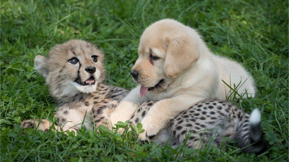 Cheetah cub and puppy together