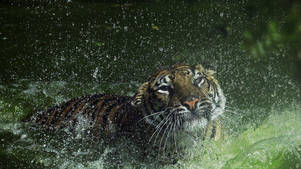 Sumatran tiger cub splashing in the water