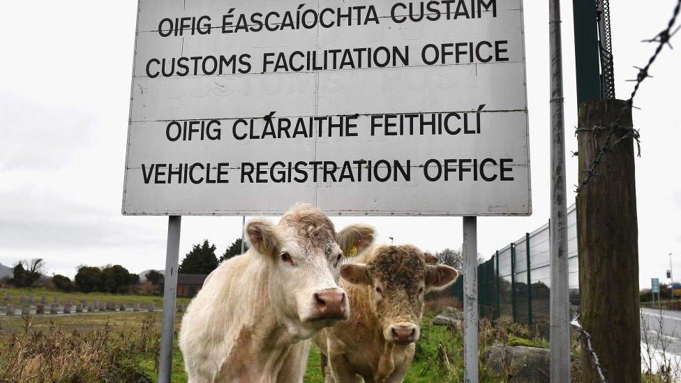 Cows in N Ireland under a sign saying "customs facilitation office"