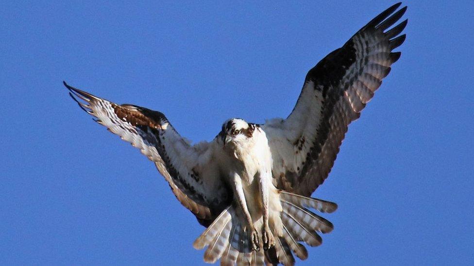 osprey