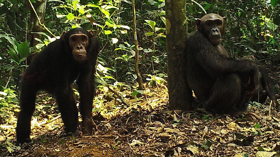 Chimpanzees on the Dja reserve