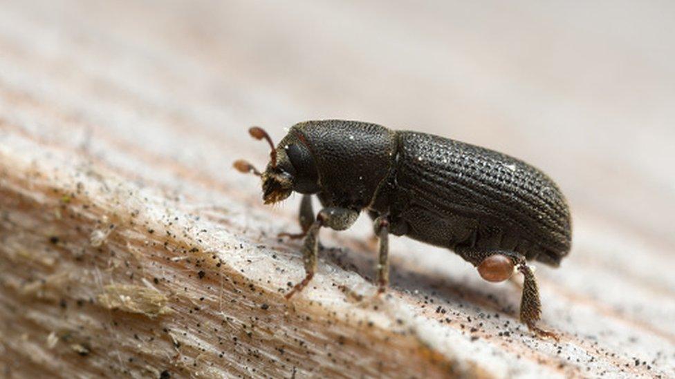 Bark beetle