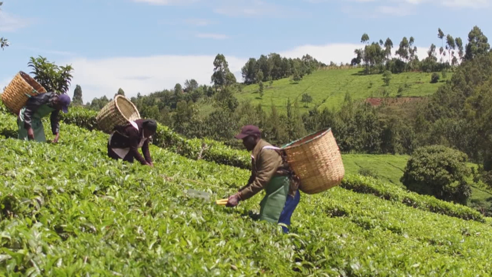 Tea pickers