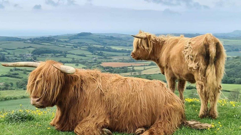 Highland cows