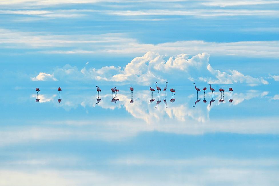 Chilean flamingos