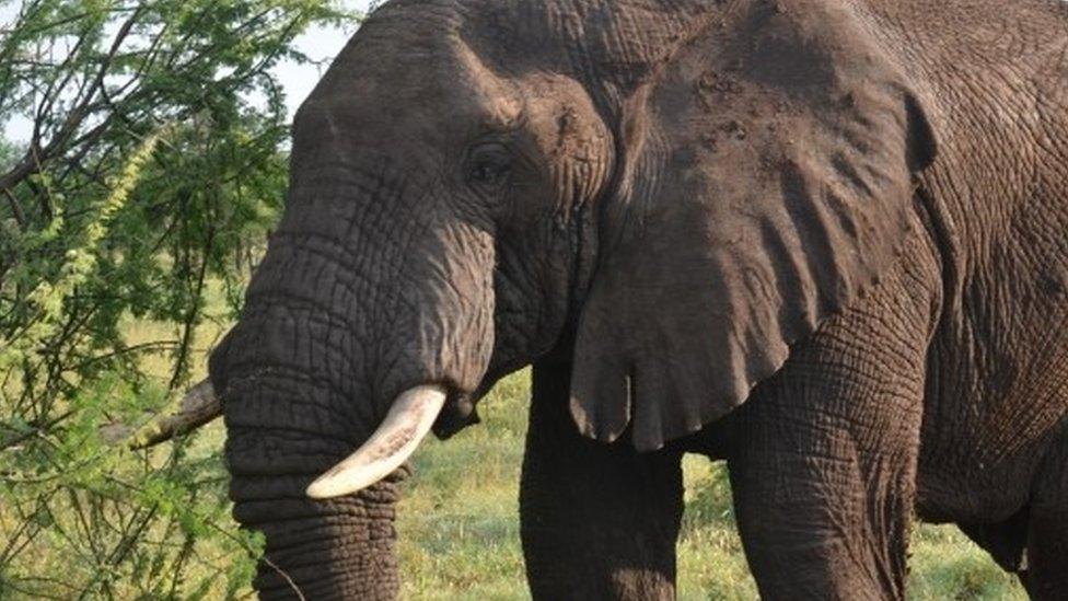 Elephant in Tanzania