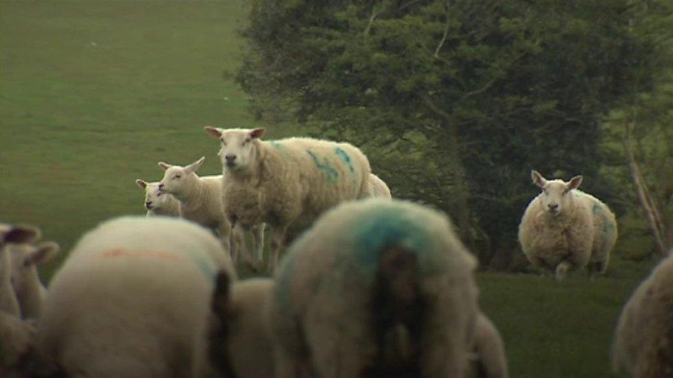 Sheep in a field