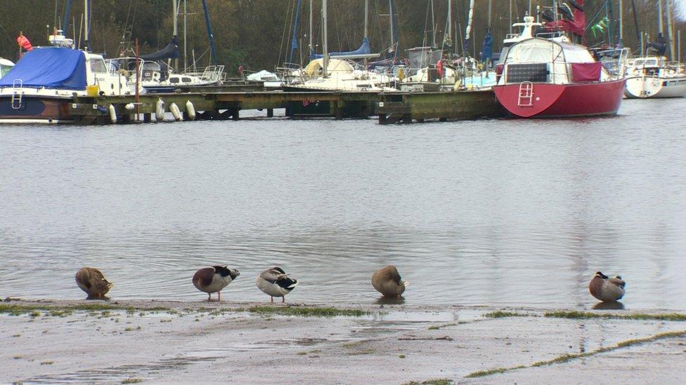 Ducks at Oxford Island