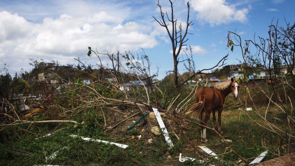 A horse stands in an area without grid power or running water about two weeks after Hurricane Maria swept through the island on October 5, 2017 in San Isidro, Puerto Rico.