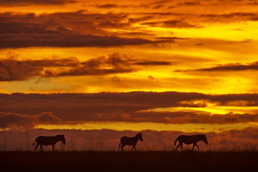 Silhouette photo of zebras