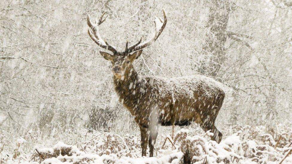 Stag stood in snow flurry