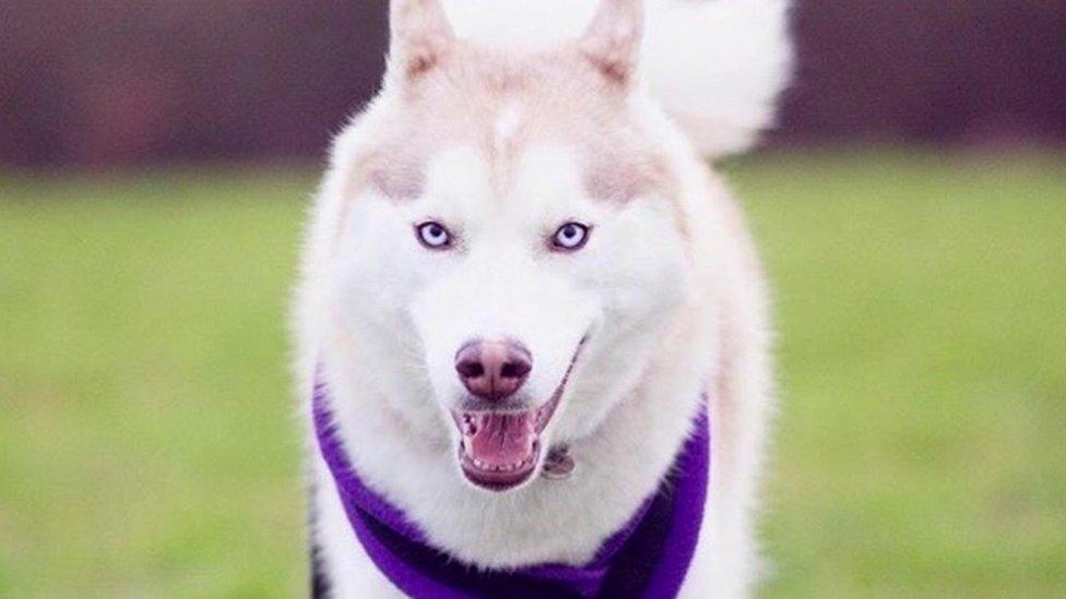 Siberian husky Mika has over 58,000 fans... woof!