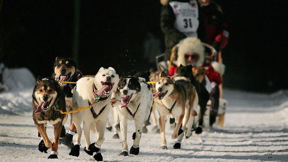 sled-dog-race.