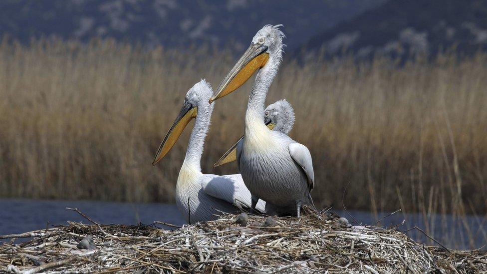 Dalmatian pelican