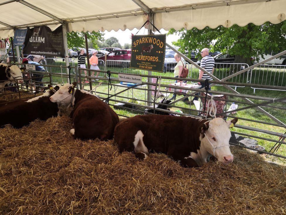 Livestock including cows were on display at the south suffolk show