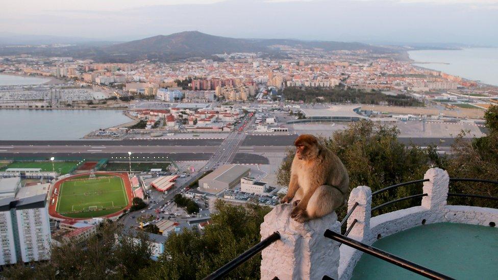 A monkey on the Rock of Gibraltar