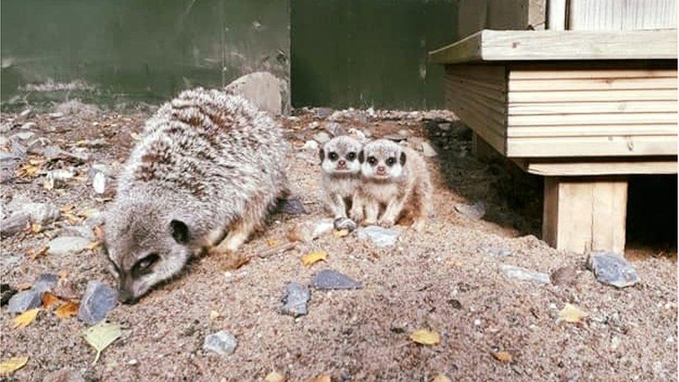 Meerkats