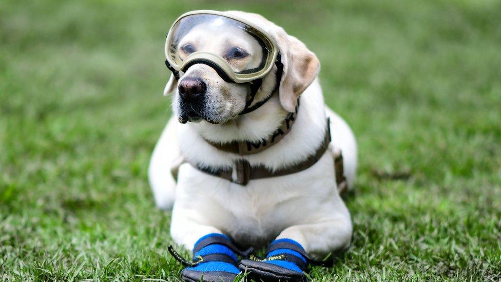 Rescue dog Frida takes a break during a training session in Mexico City