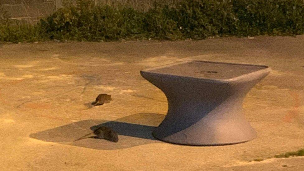 Rats in a communal garden at Llandough hospital