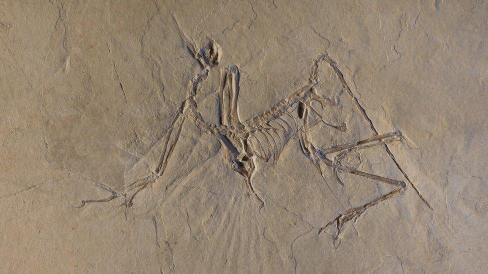 Archaeopteryx