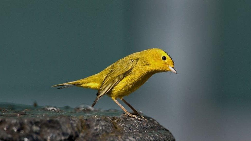 Wilson's warbler