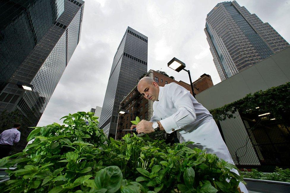 A chef in LA harvests herbs from his green roof