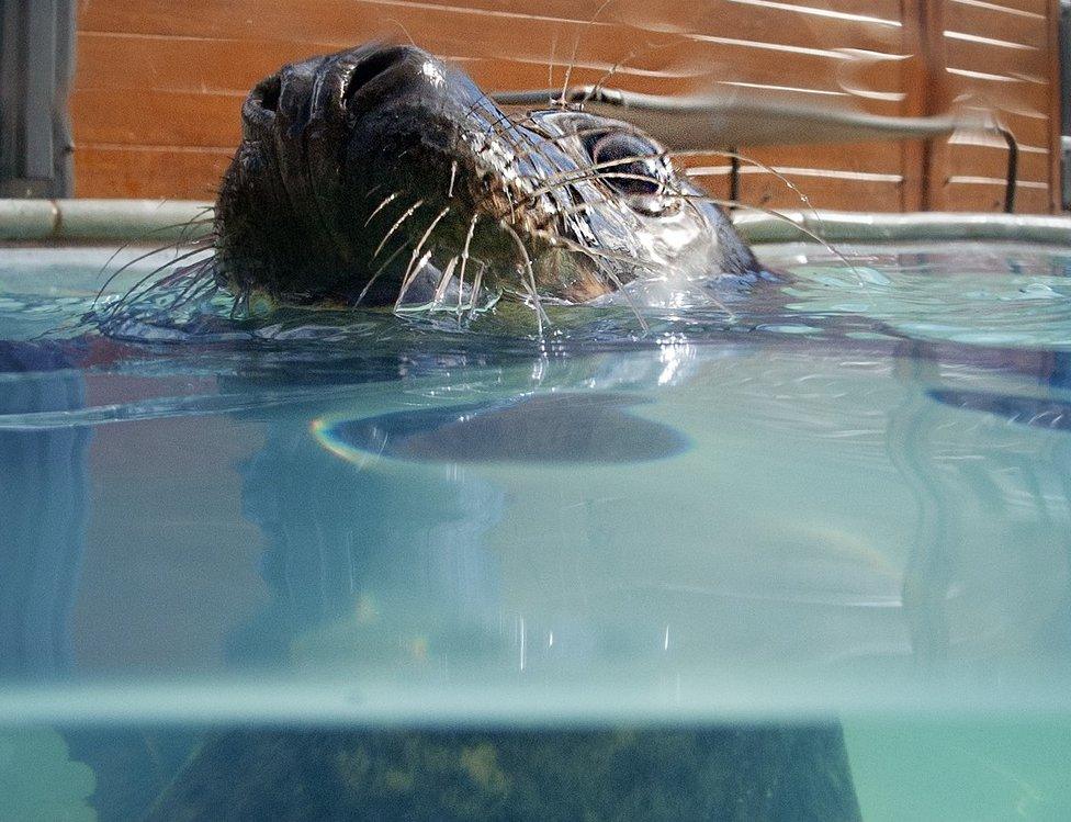 Seal pup swimming in water