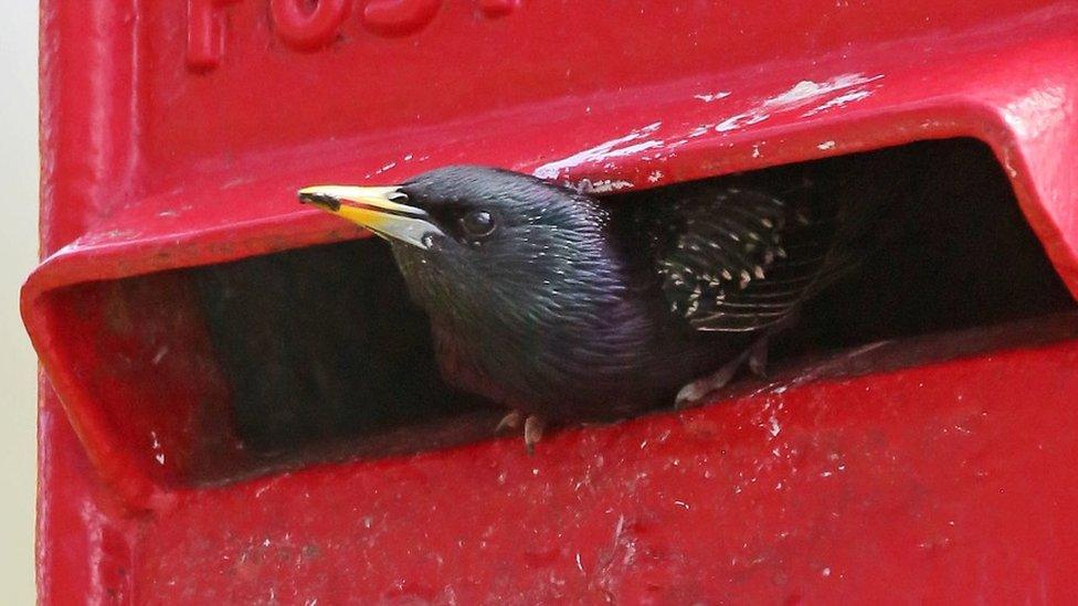 Post box nest