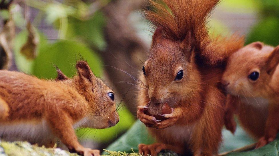 Red-squirrels.