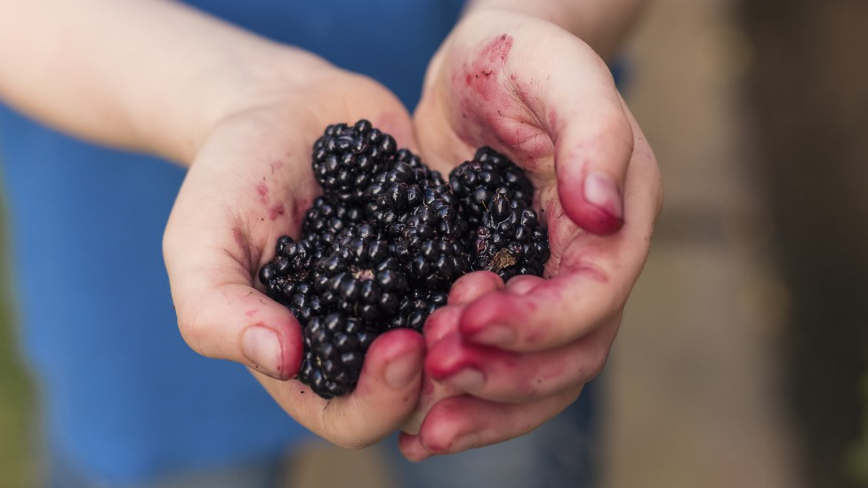 black-berries-in-head