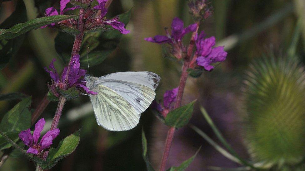 Wood white butterfly