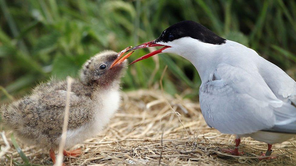 Arctic Tern with its chick