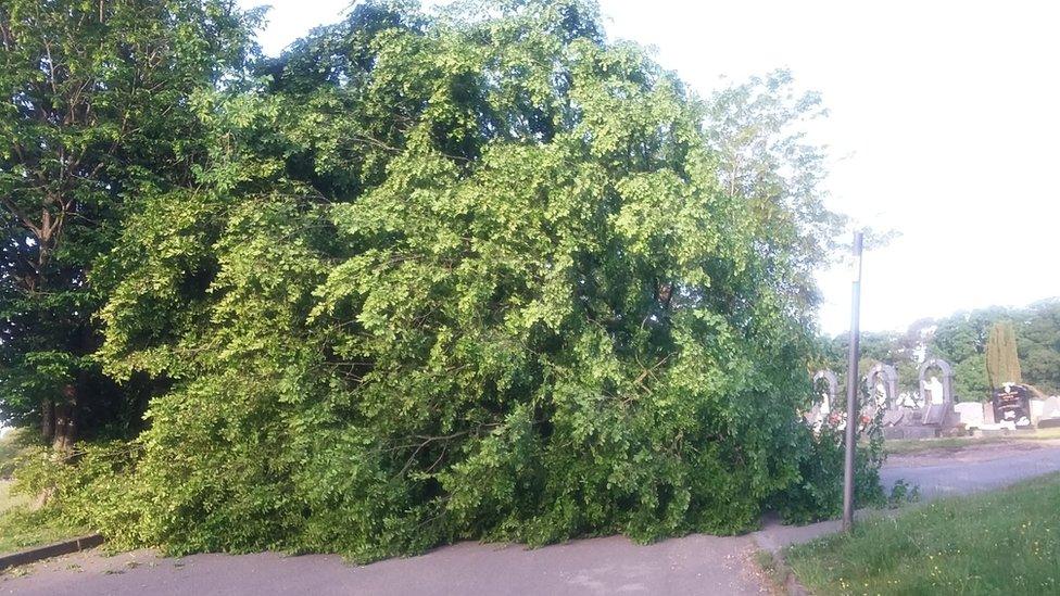 Felled tree