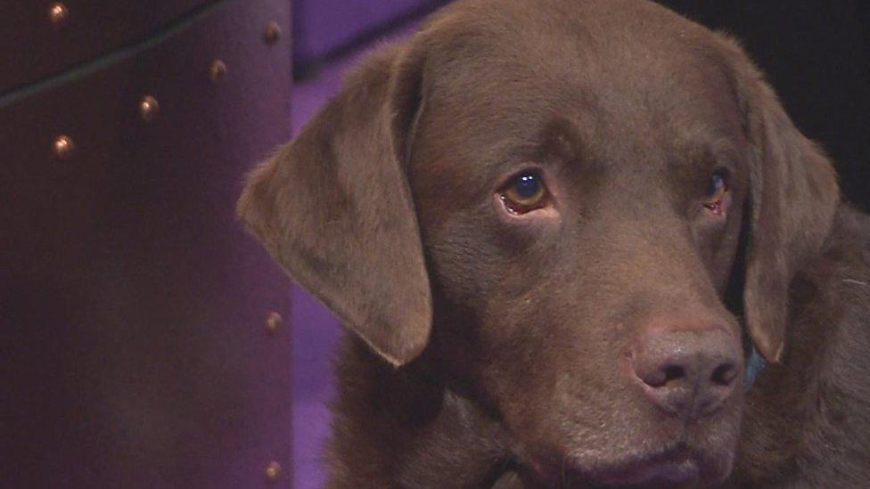 Rocky the chocolate lab