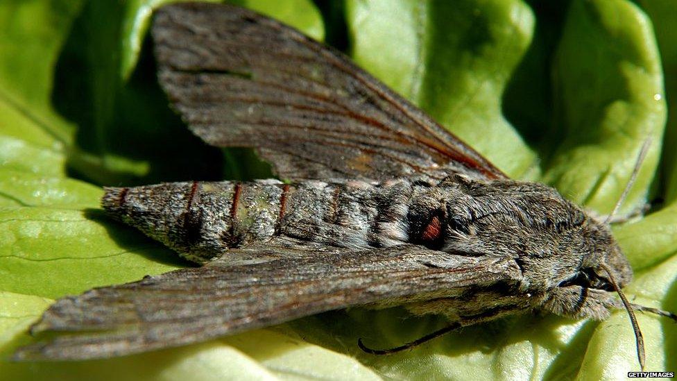 A Moth on a green leaf.