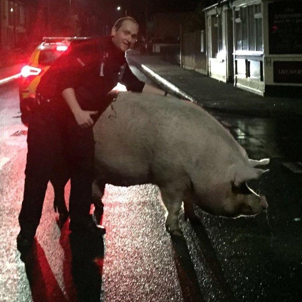 Pog the pig and Pc Brunning