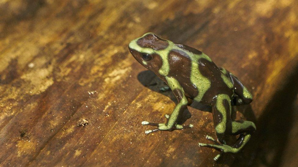 Wild clown frogs like this one found in Soberania National Park of Gamboa in Panama used to be much more common in Central and South America