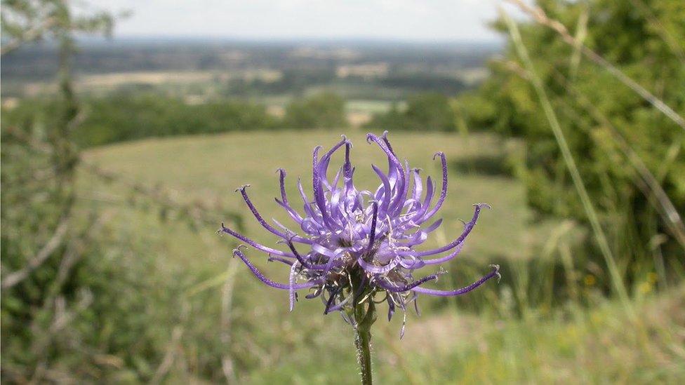 The Pride of Sussex Flower against the backdrop of the South Downs