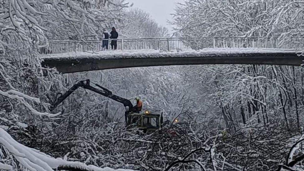 The fallen trees