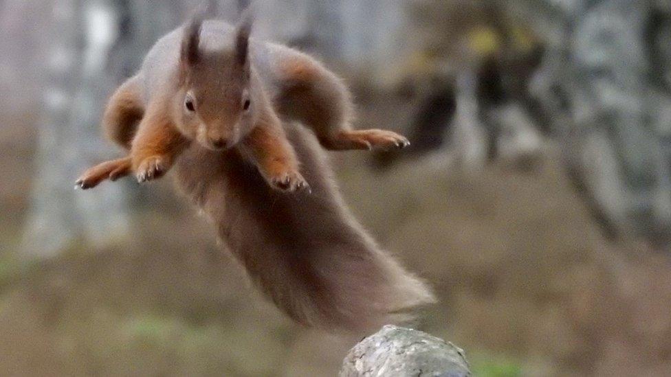 Red squirrel