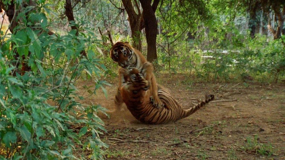 Machli and another tiger fighting