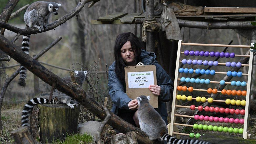 Lemurs are posed with an abacus during a photo call for the annual stocktake at London Zoo in London