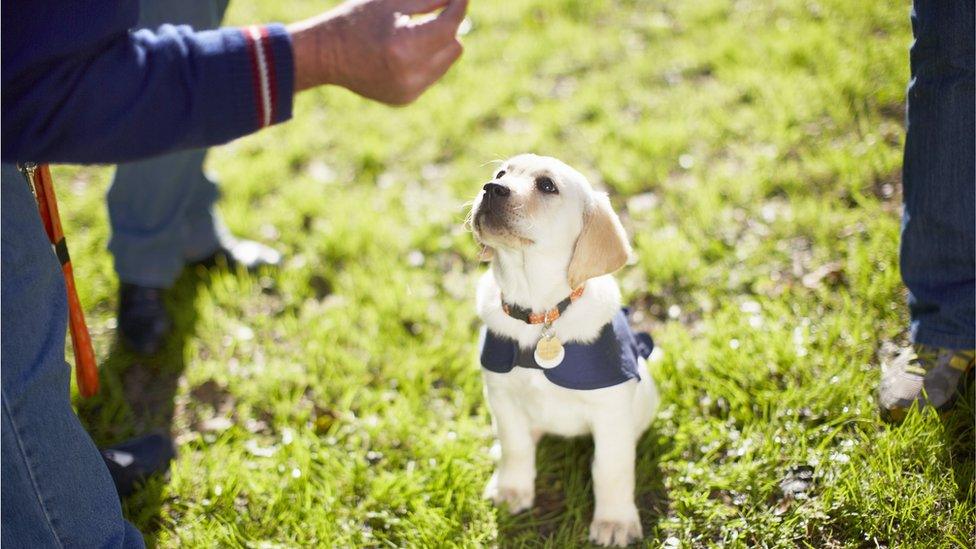 lab pup