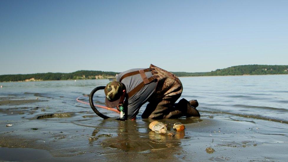 Geoduck farming
