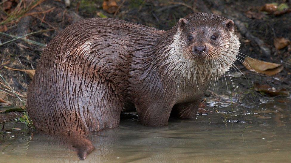 An otter