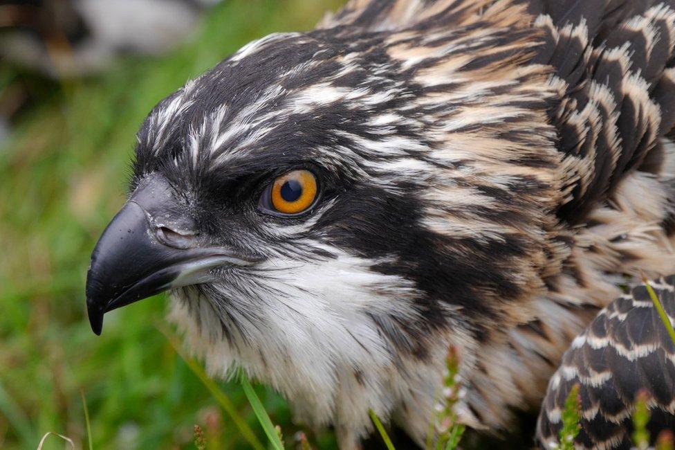 An osprey chick